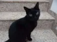 Apolo