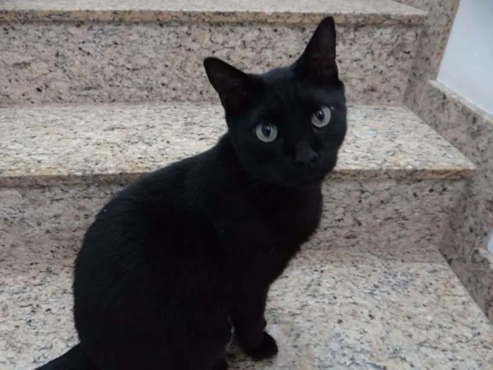 Gato ra a  idade 1 ano nome Apolo