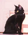Apolo