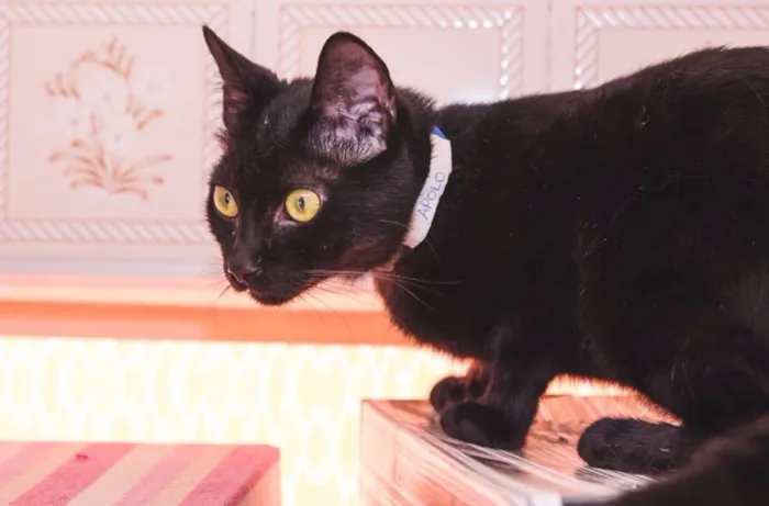 Gato ra a  idade 1 ano nome Apolo