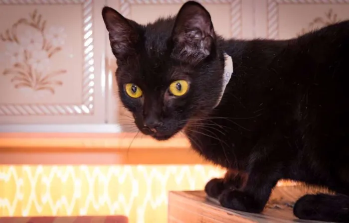 Gato ra a  idade 1 ano nome Apolo