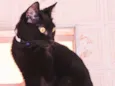 Apolo