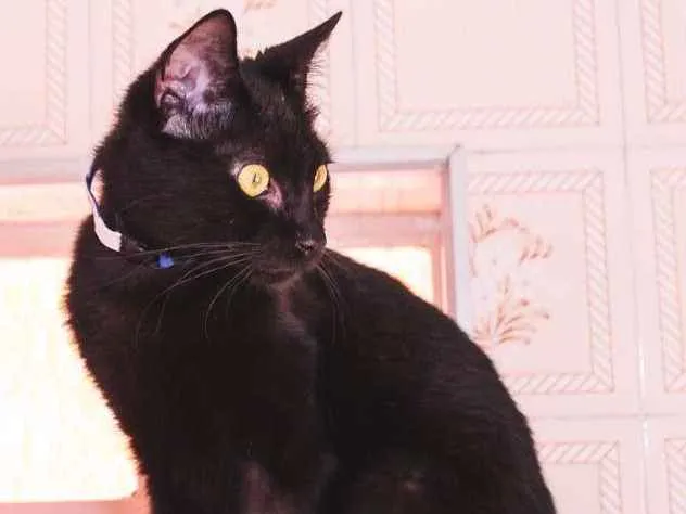 Gato ra a  idade 1 ano nome Apolo