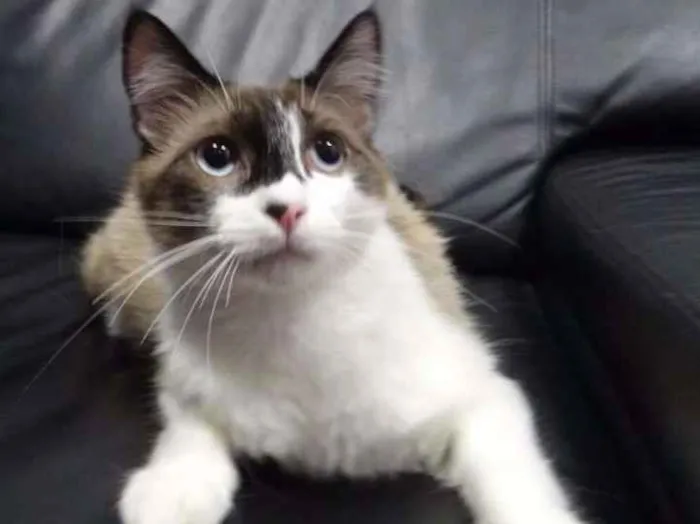Gato ra a srd idade 1 ano nome Bebeth