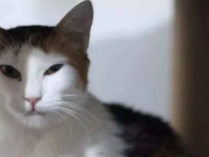 Gato raça SRD idade 2 anos nome Alba