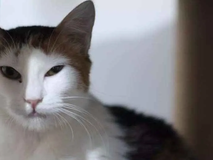 Gato ra a SRD idade 2 anos nome Alba