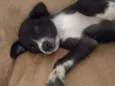 Pretinho