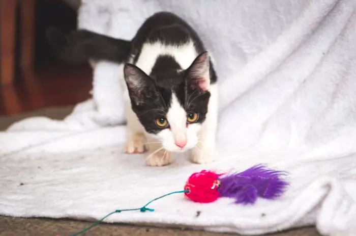 Gato ra a  idade 2 a 6 meses nome Cherie