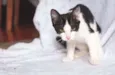 Cherie