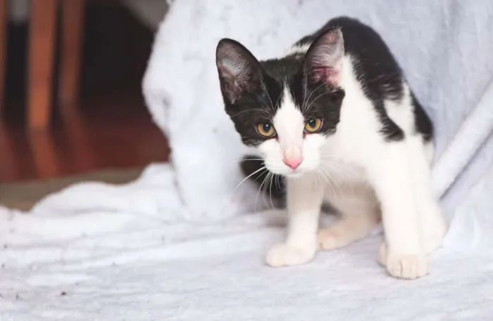 Gato ra a  idade 2 a 6 meses nome Cherie