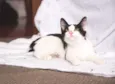 Cherie