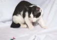 Cherie