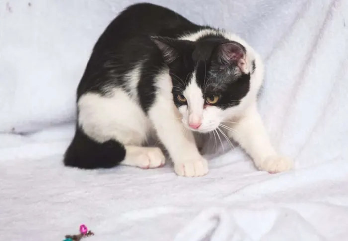 Gato ra a  idade 2 a 6 meses nome Cherie