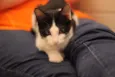 Cherie