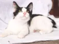 Cherie