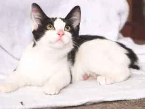 Gato raça  idade 2 a 6 meses nome Cherie