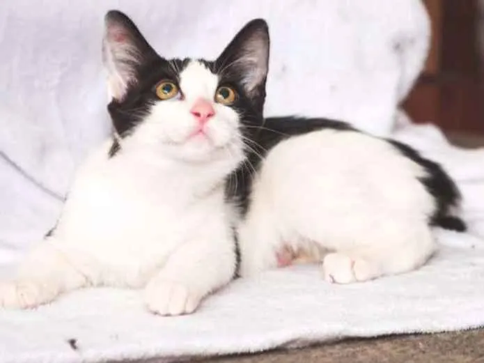 Gato ra a  idade 2 a 6 meses nome Cherie