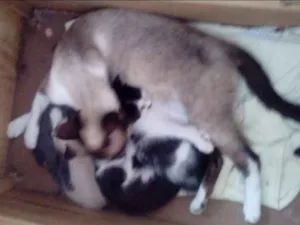 Gato raça Parecido com siamês  idade 1 ano nome Lua