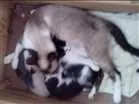 Gato raça Parecido com siamês  idade 1 ano nome Lua
