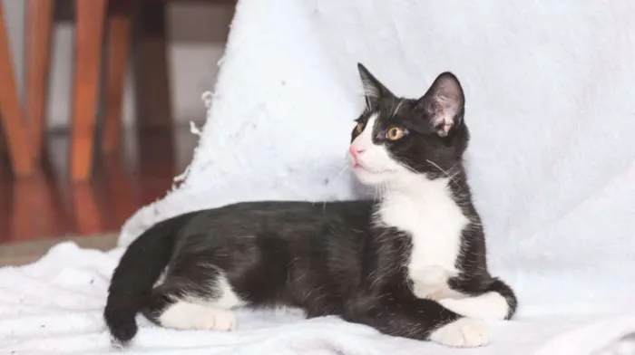 Gato ra a  idade 2 a 6 meses nome Gateau