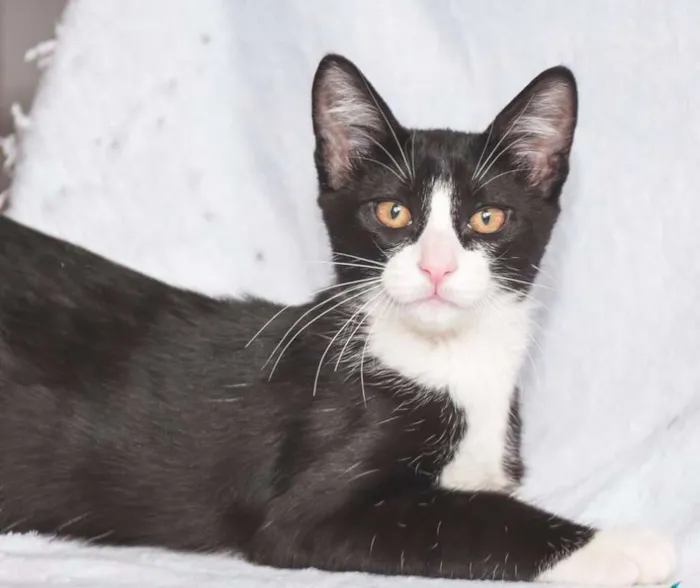 Gato ra a  idade 2 a 6 meses nome Gateau
