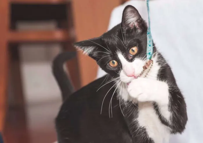 Gato ra a  idade 2 a 6 meses nome Gateau
