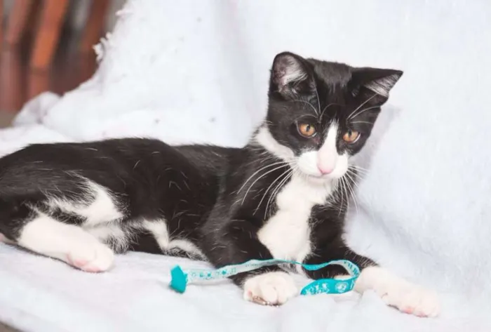Gato ra a  idade 2 a 6 meses nome Gateau