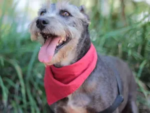 Cachorro raça SRD idade 6 ou mais anos nome River