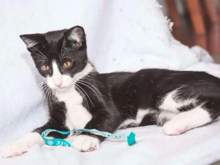 Gato ra a  idade 2 a 6 meses nome Gateau
