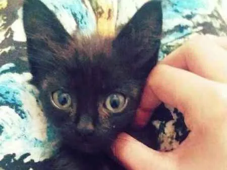 Gato ra a srd idade Abaixo de 2 meses nome tito