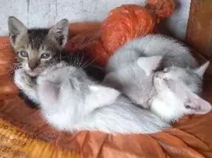 Gato raça SDR idade Abaixo de 2 meses nome Filhotes de gato