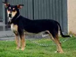 Cachorro raça Srd idade  nome Sem nome