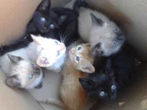 Gato raça Vira lata idade Abaixo de 2 meses nome Filhotes