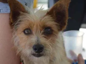 Cachorro raça SRD idade 2 anos nome Kiko