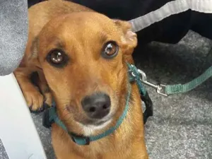 Cachorro raça SRD idade 1 ano nome Gigi