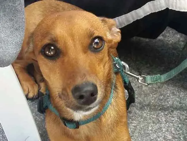 Cachorro ra a SRD idade 1 ano nome Gigi