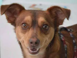 Cachorro raça SRD idade 1 ano nome Melanie