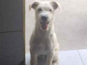 Cachorro raça Indefinida idade 1 ano nome Fred
