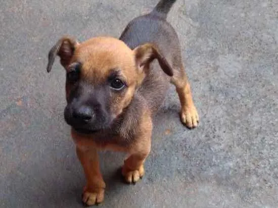 Cachorro ra a  idade 2 a 6 meses nome Bicudo