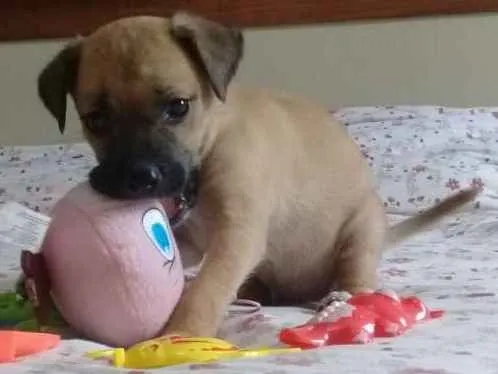 Cachorro ra a vira lata idade Abaixo de 2 meses nome sem nome