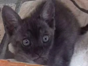 Gato raça Vira lata idade Abaixo de 2 meses nome Não tem