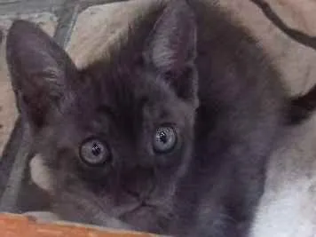 Gato ra a Vira lata idade Abaixo de 2 meses nome Não tem