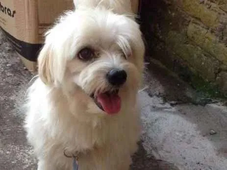 Cachorro ra a Maltes  idade 6 ou mais anos nome Billy 
