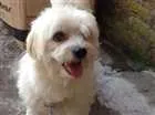 Cachorro raça Maltes  idade 6 ou mais anos nome Billy 