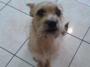 Cachorro raça Vira lata idade 3 anos nome Emilia