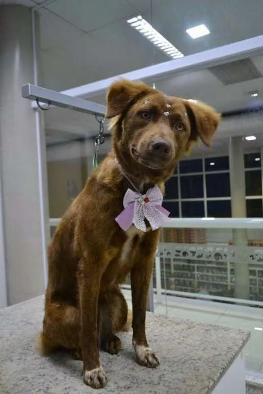 Cachorro ra a SRD idade 1 ano nome Lully