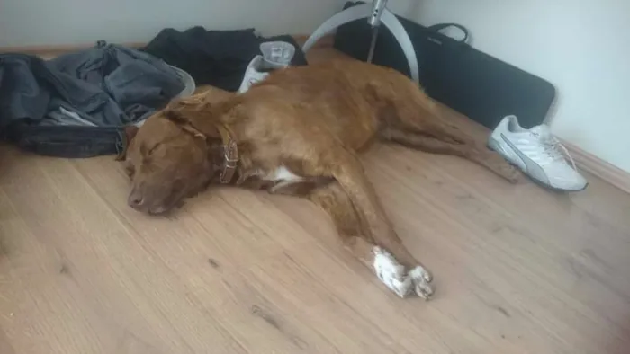 Cachorro ra a SRD idade 1 ano nome Lully