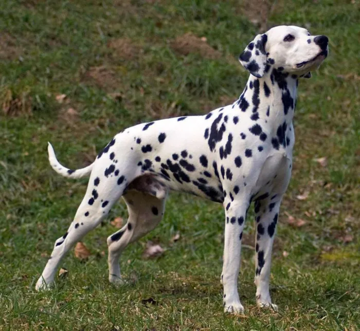 Cachorro ra a Dálmata  idade 4 anos nome Jhonny