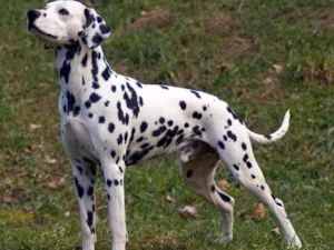 Cachorro raça Dálmata  idade 4 anos nome Jhonny