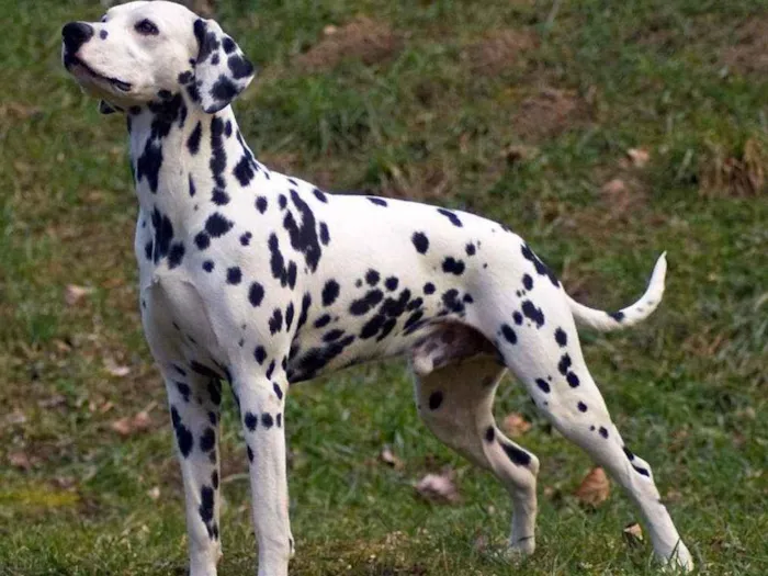 Cachorro ra a Dálmata  idade 4 anos nome Jhonny